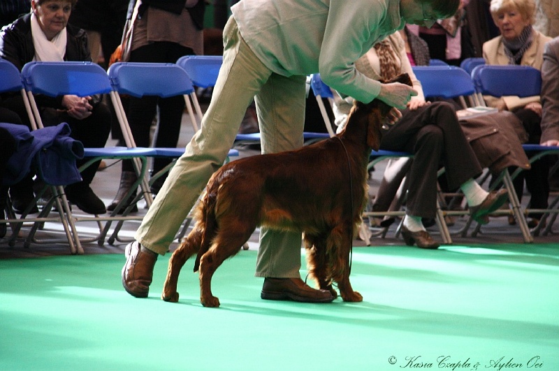 Crufts2011 112.jpg